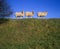 3 wooly sheep, standing in a line on a hill