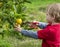 A 3 year old boy outside in a green garden picking lemons with garden clippers