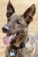 3-Year-Old Brindle Dutch Shepherd Male Dog Head
