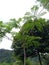 3 year old petai tree - Parkia speciosa - Pohon petai