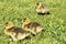 3 yellow chicks of canadian goose walking on the green grass