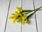 3 yellow flower noble orchid cymbidium