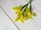 3 yellow flower noble orchid cymbidium