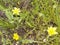 3 Yellow wild flower nature ground scape