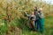 3 young farmers in an apple garden are inspecting their crops, writing down data on a tablet,