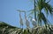 3 Young Great Egrets