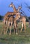 3 Young Male Giraffe Necking