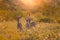 3 young male Impalas aepyceros melampus at sunset, in the Kruger national park, backlit at golden hour