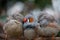 3 Zebra finches nestling at Bloedel Conservatory in Vancouver, British Columbia