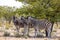 3 Zebra's, Equus quagga, or Equus burchellii in the shade beneath a tree.