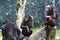 3 Zoo Chimps