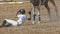 30 april 2023 Sobreda, Portugal: Festival Hipico da Sobreda - a little boy fell from a horse in the arena