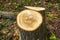 A 30-year old Sweet Chestnut tree cut down in Fore Wood, Crowhurst in East Sussex, England