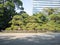 300 Year Old Pine Tree at Hama Rikyu Garden, Tokyo, Japan