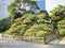 300 Year Old Pine Tree at Hama Rikyu Garden, Tokyo, Japan