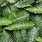 305 Tropical Leaves: A tropical and lush background featuring vibrant and exotic tropical leaves in rich and saturated colors th