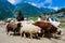 30th May 2019, Ladakh, Kashmir, India. A shepherd leading a herd of sheep into grazing ground through the army defense