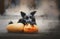 31/5000 Sobaka poziruyet s tykvoy v dymu A dog posing with a pumpkin in the smoke