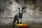 31/5000 Sobaka poziruyet s tykvoy v dymu A dog posing with a pumpkin in the smoke