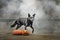 31/5000 Sobaka poziruyet s tykvoy v dymu A dog posing with a pumpkin in the smoke