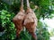 32. Boiled Ketupat Hanging on a Kemuning Tree (32)