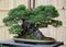 35 years old bonsai Chinese Juniper