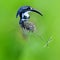 360 degree view of Pied Kingfisher