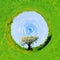 360 degree view of Single blossoming tree in spring