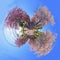 360 Panorama of Pink Tecoma flower