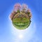 360 Panorama of Pink Tecoma flower