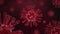 3D 4K Loop Animation Red Corona Covid Virus Floating Inside, background covid-19 virus