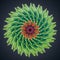 3d abstract organic flower cactus star shape