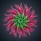 3d abstract organic flower cactus star shape