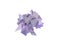 3d abstract purple spiked shape on white