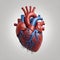 3d Anatomically Detailed Human Heart Model