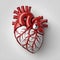 3d Anatomically Detailed Human Heart Model