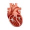 3d anatomy of the human heart. Anatomically correct realistic heart