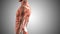3d animated male body anatomy
