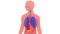 3d animation of highlighted lungs and respiratory system, showing the movements of breathing.