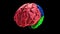3d animation of the various colored parts of the brain - Frontal lobe