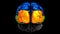 3d animation of the various colored parts of the brain - Occipital lobe