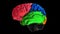 3d animation of the various colored parts of the brain - Temporal lobe