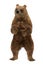 3D brown bear standing on two hind legs, isolated on white background