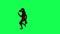 3D brown magic horse in red tracksuit doing hip dance from right angle on green screen 3D people walking background chroma key Vis