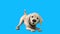 3D cartoon Labrador retriever (with alpha channel)