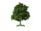3d chestnut tree