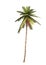 3D coconut tree 01