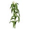 3d Corn Stalk