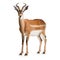 3D digital render of a male Impala isolated on white background