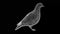 3D Dove rotates on black bg. The bird pigeon is a symbol of peace and prosperity. Wild animals concept. Protection of